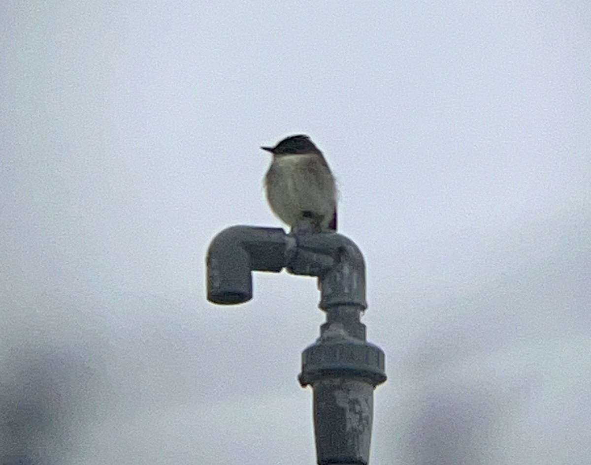 Eastern Phoebe - ML630723717