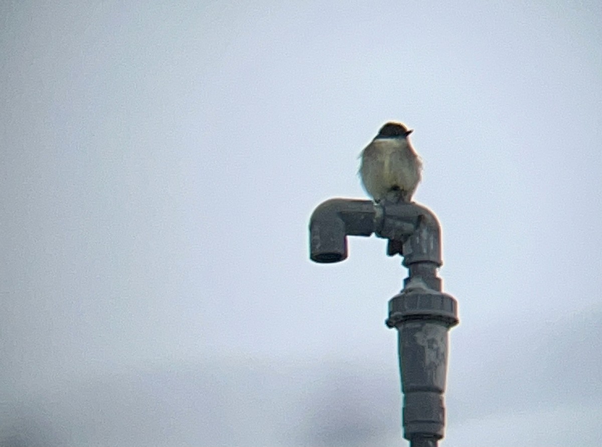 Eastern Phoebe - ML630723718
