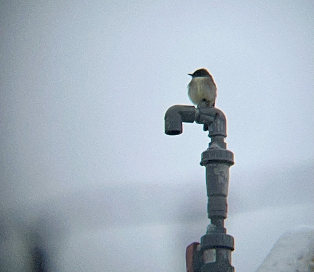 Eastern Phoebe - ML630723719