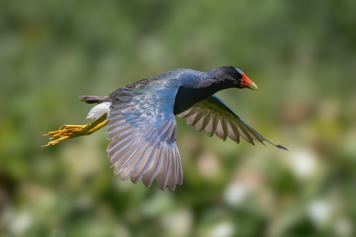 Purple Gallinule - ML630723971