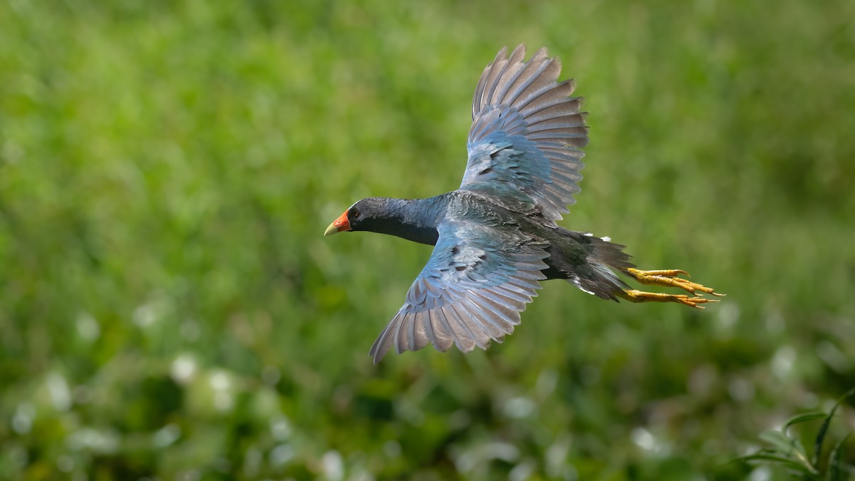 Purple Gallinule - ML630723972