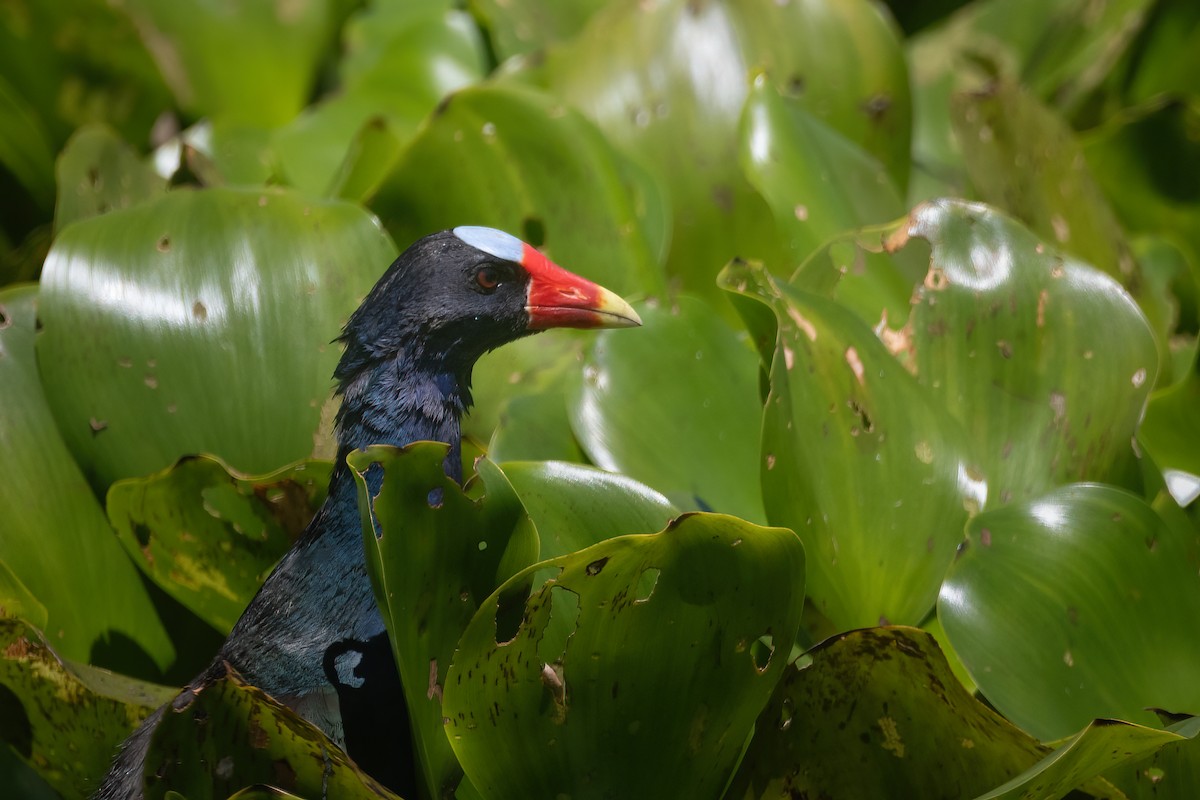Purple Gallinule - ML630723973