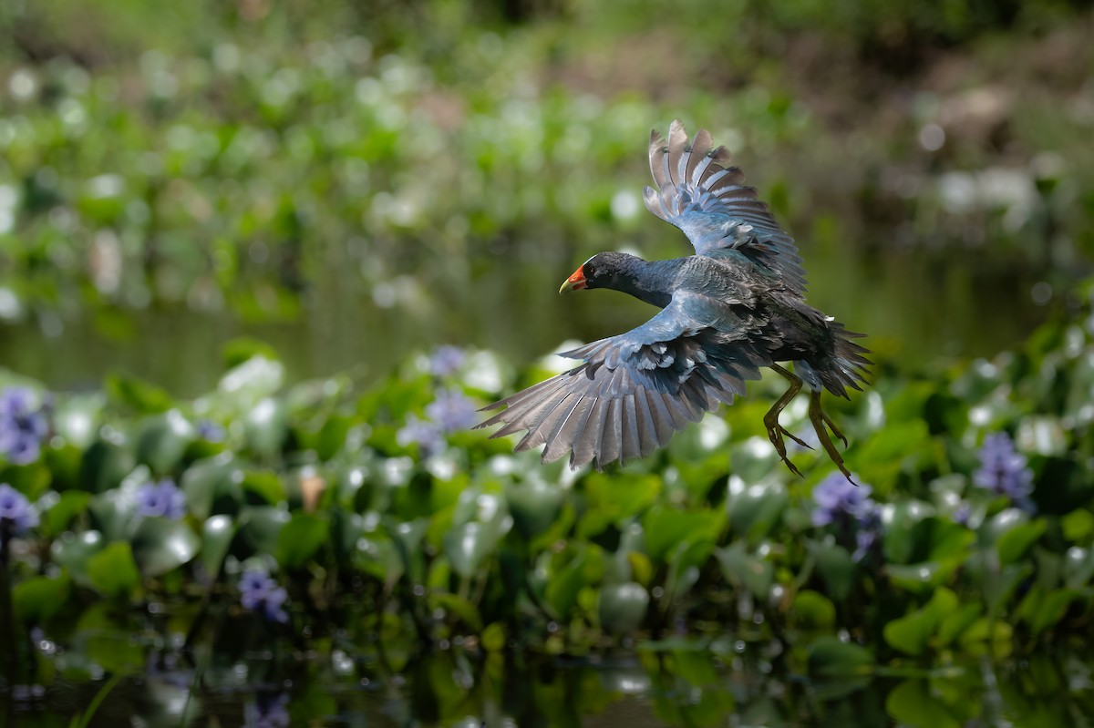 Purple Gallinule - ML630723974