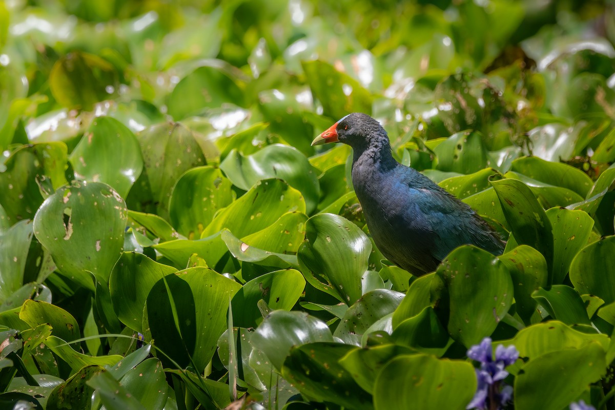 Purple Gallinule - ML630723975