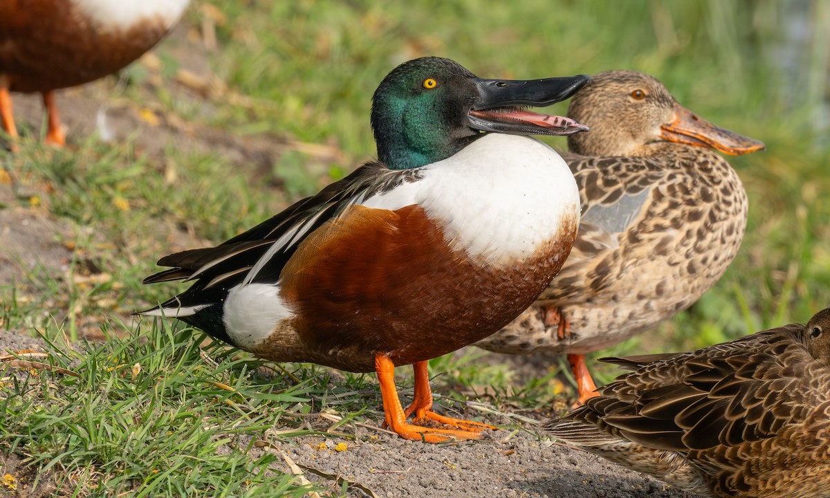 Northern Shoveler - Patrick Van Thull