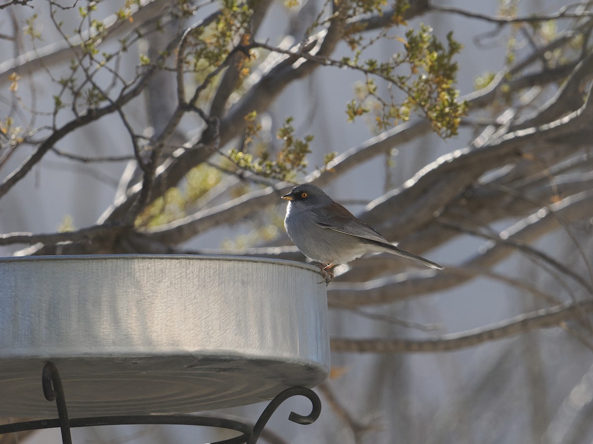 Yellow-eyed Junco - ML630724044