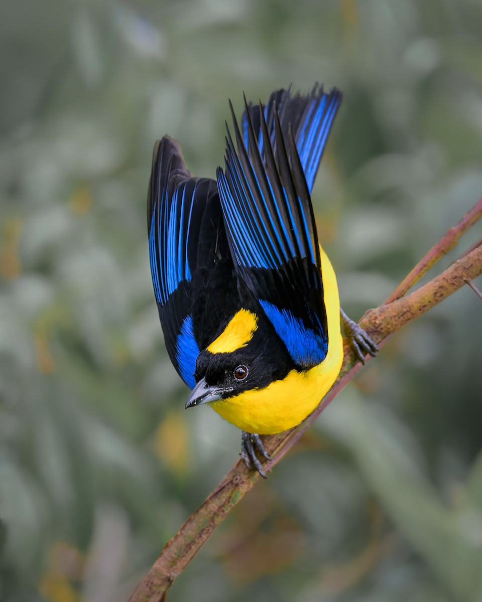 Blue-winged Mountain Tanager - ML630724056