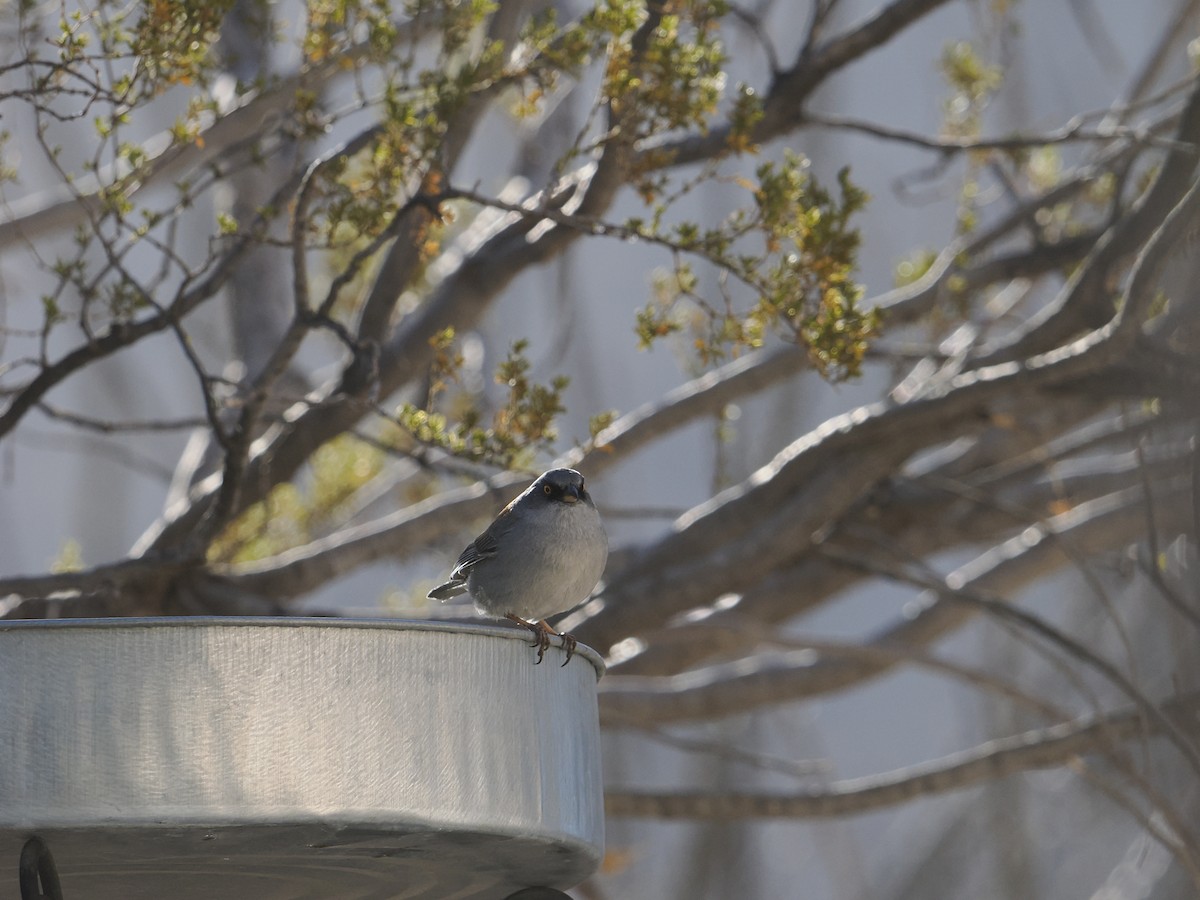 Yellow-eyed Junco - ML630724070