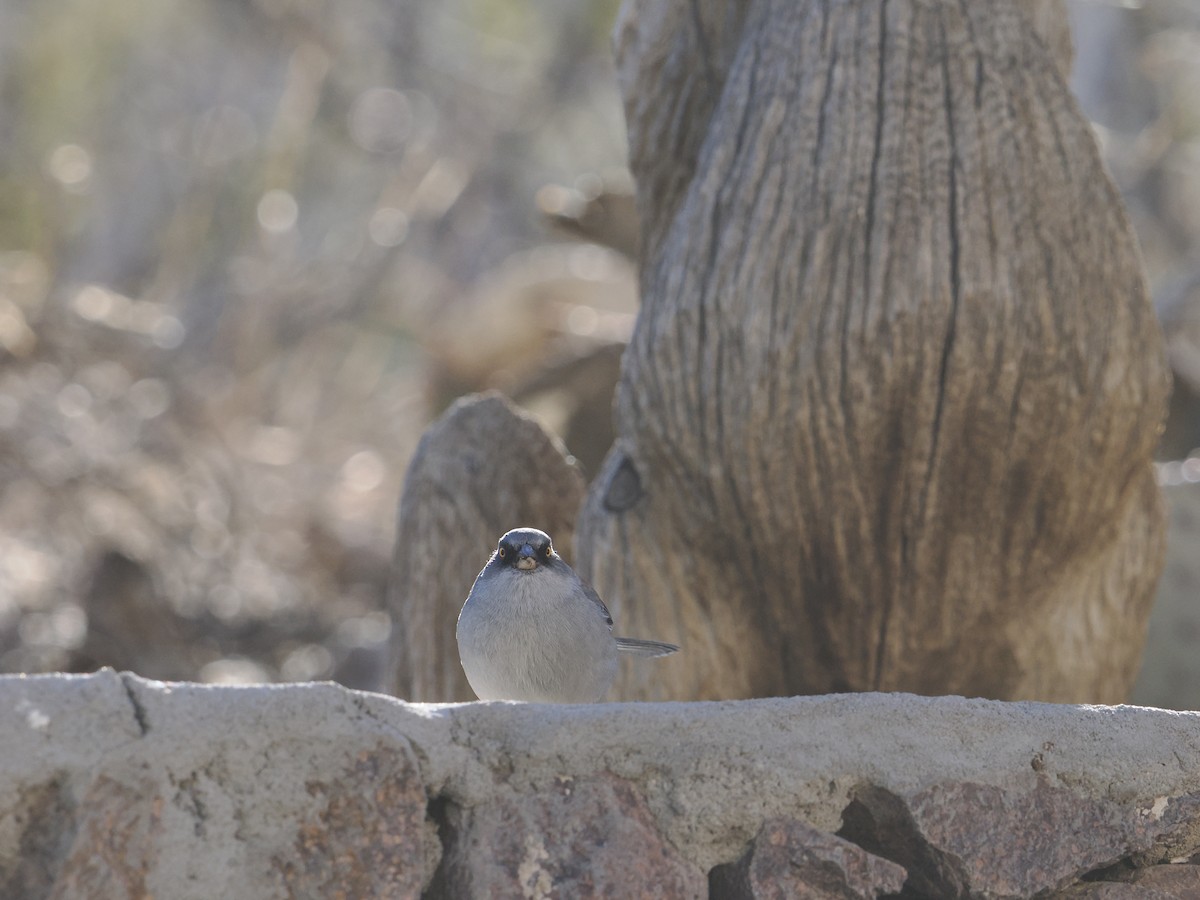 Yellow-eyed Junco - ML630724081