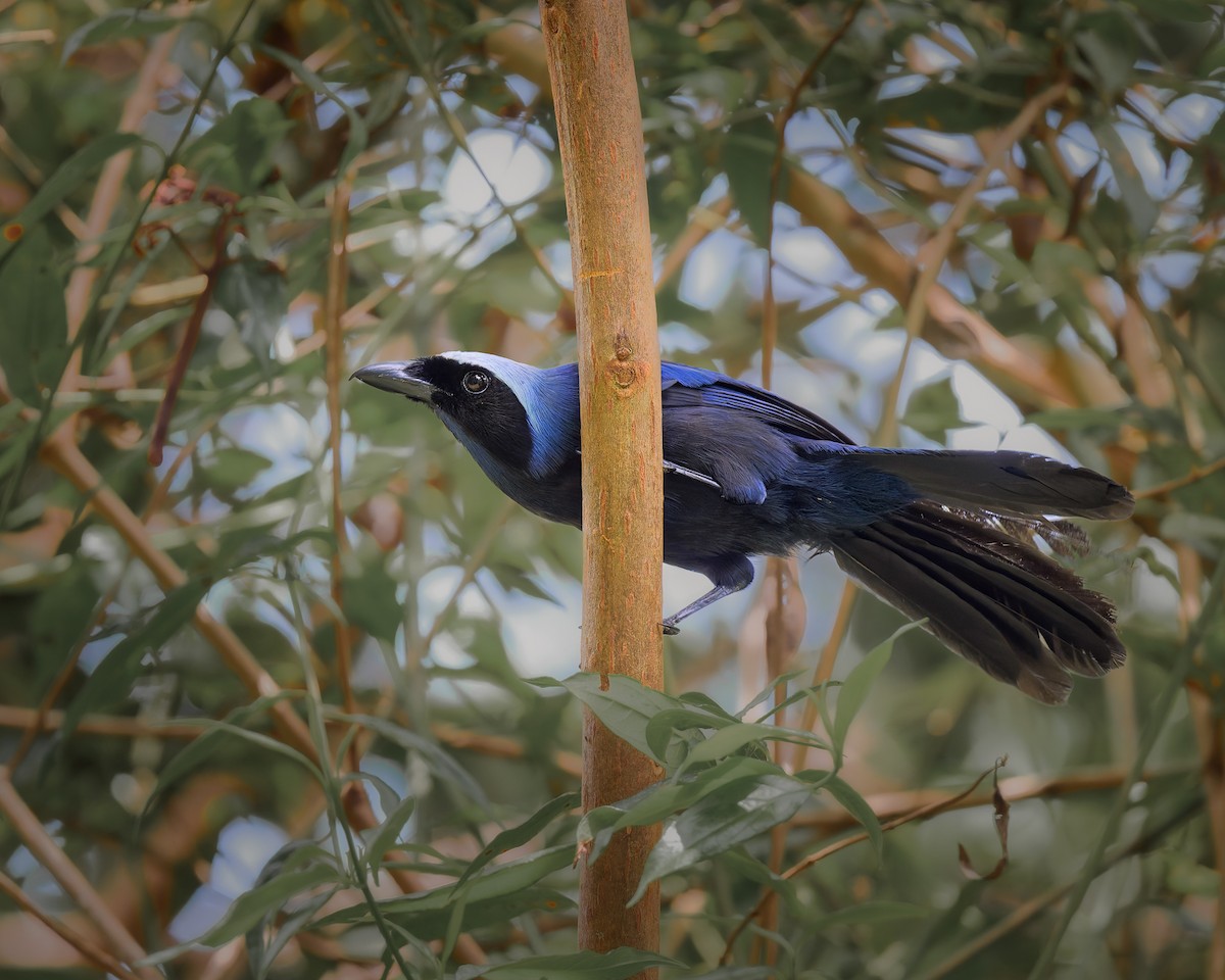 Beautiful Jay - ML630724091