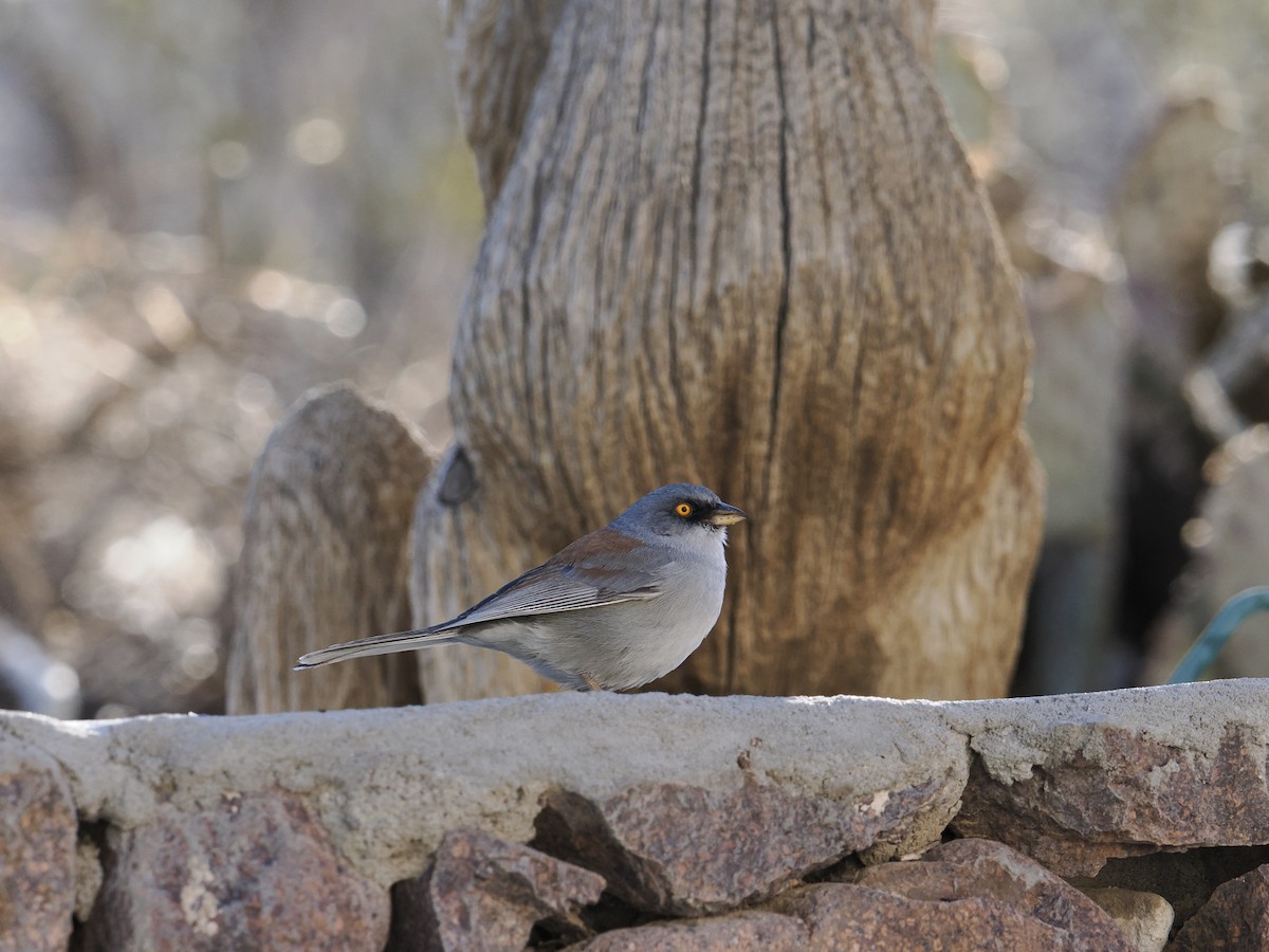 Yellow-eyed Junco - ML630724096