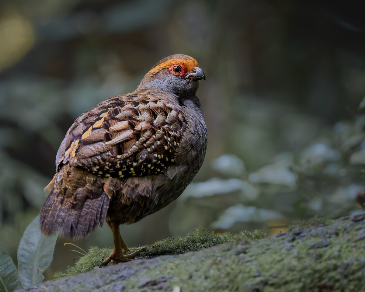 Spot-winged Wood-Quail - ML630724138