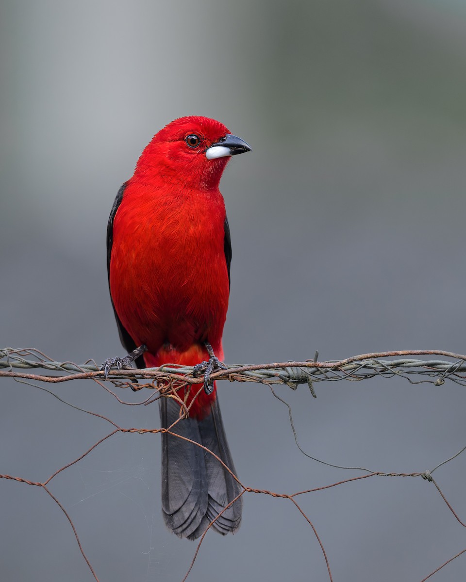 Brazilian Tanager - ML630724171