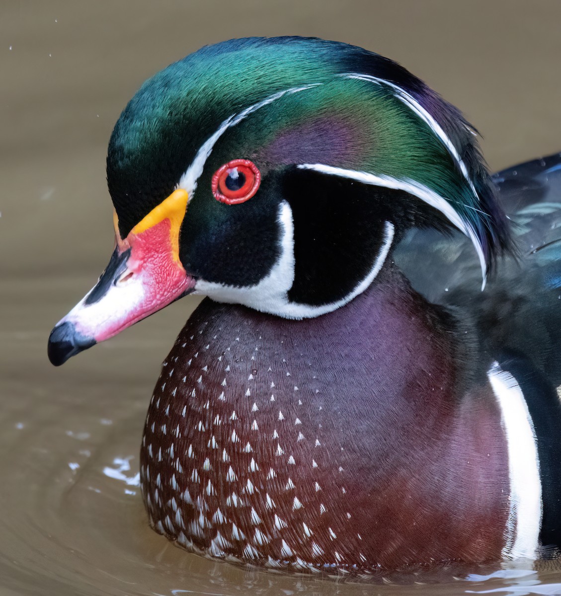 Wood Duck - ML630724233
