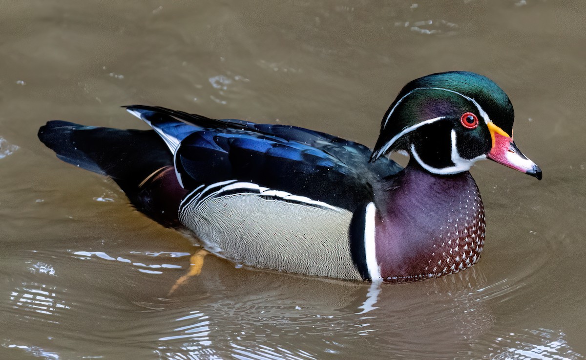 Wood Duck - ML630724234