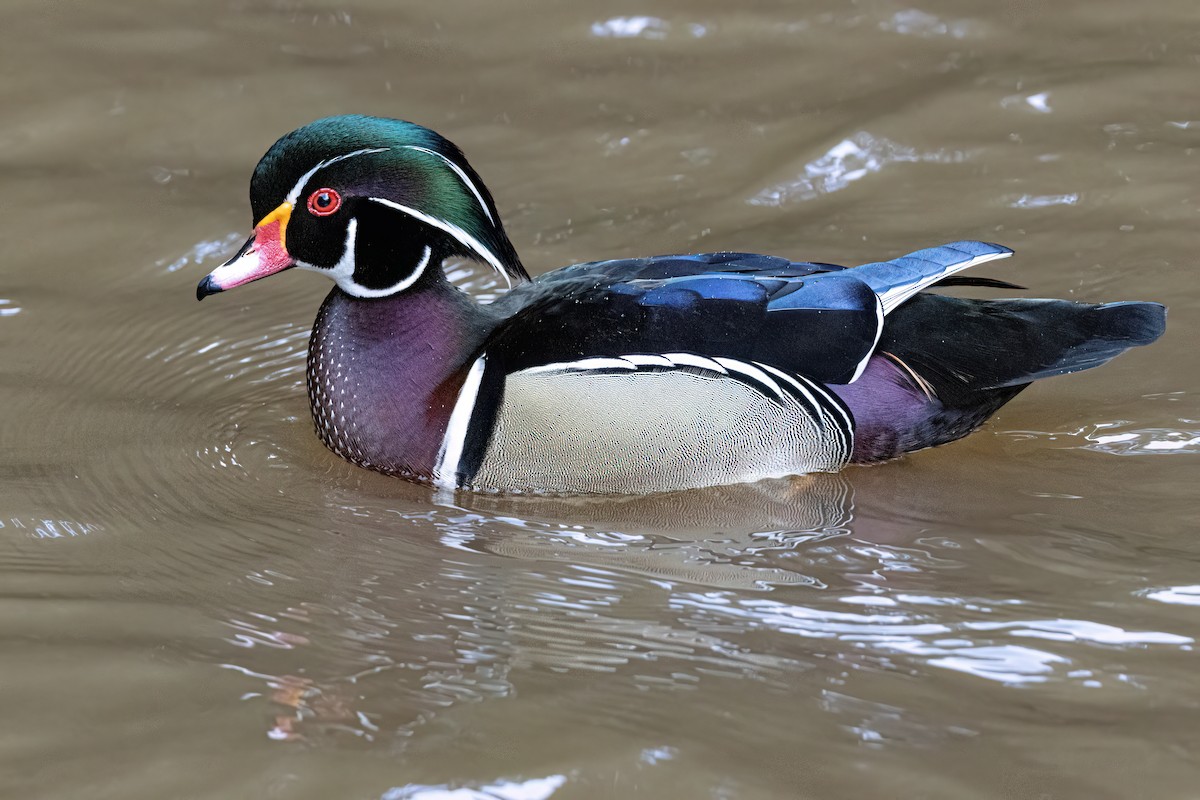 Wood Duck - ML630724236