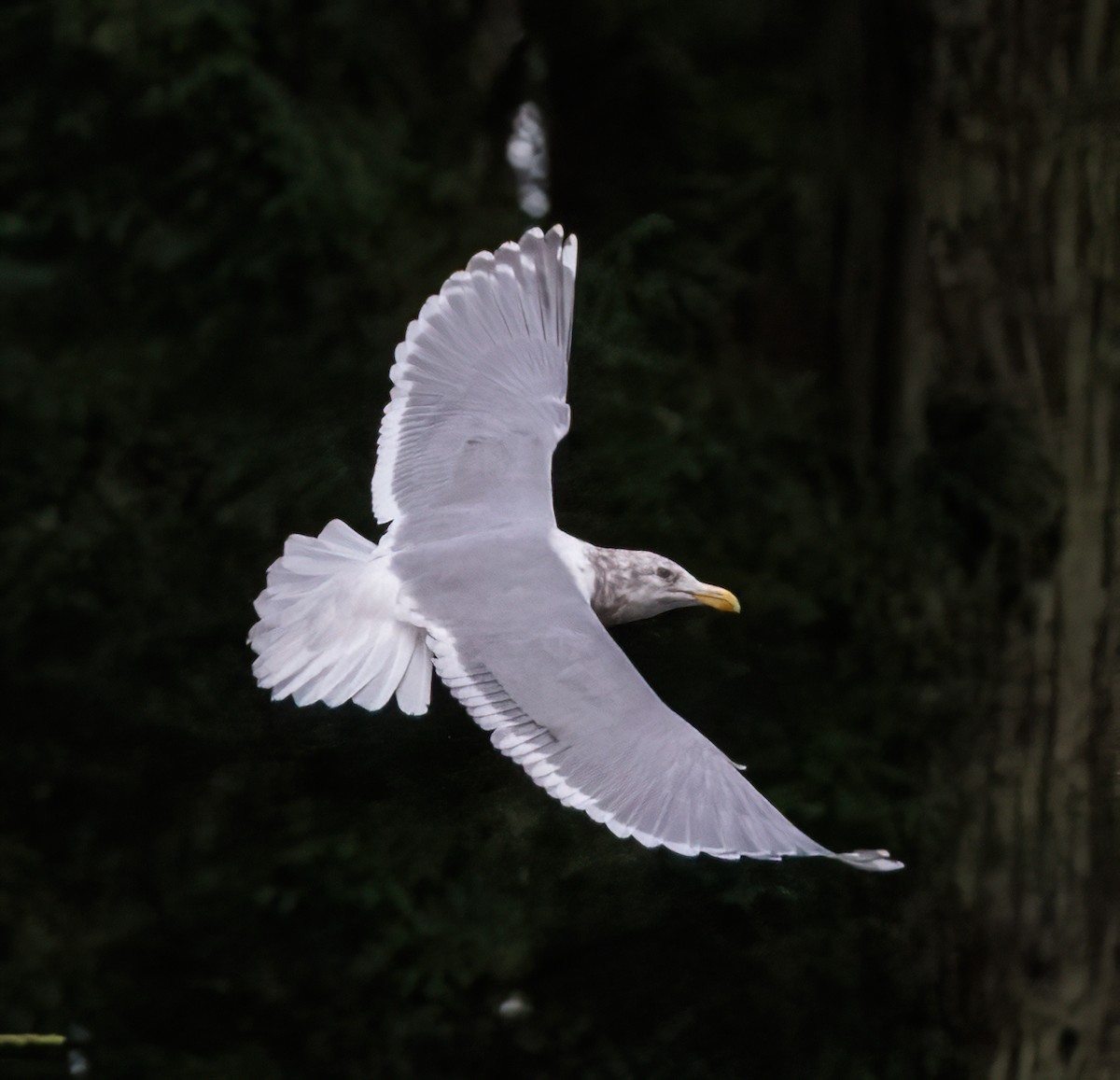 Western x Glaucous-winged Gull (hybrid) - ML630724249