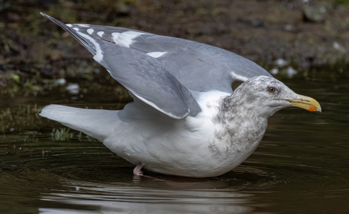 Western x Glaucous-winged Gull (hybrid) - ML630724250