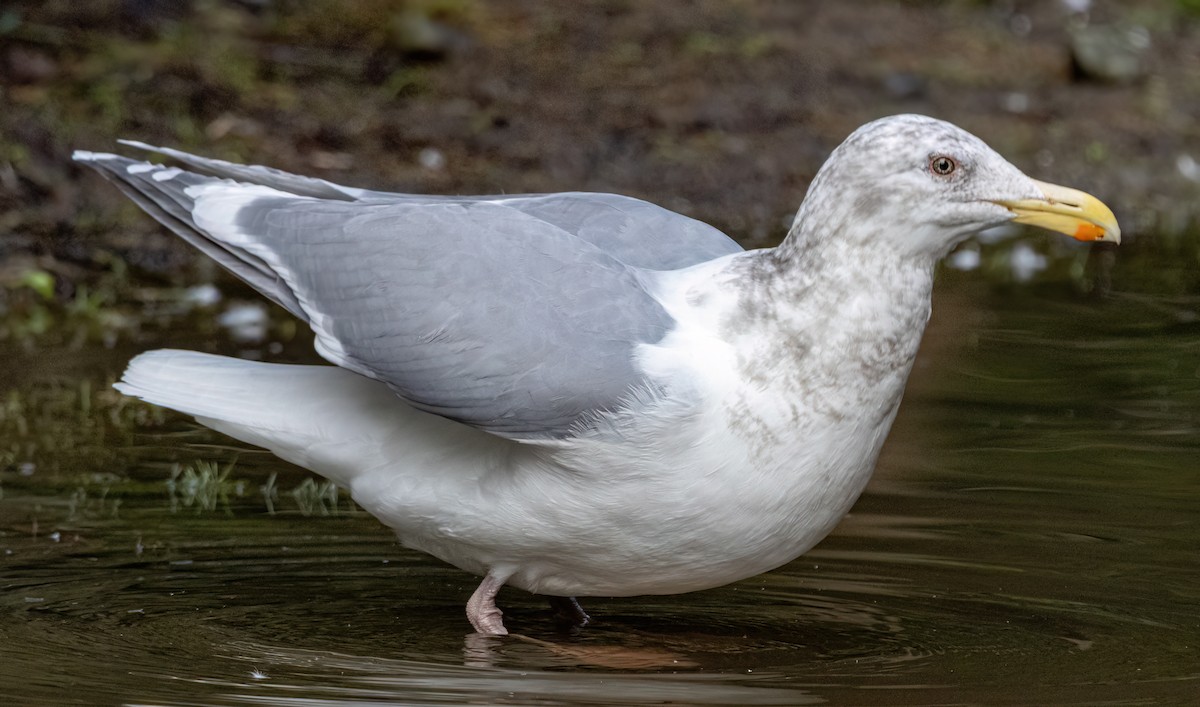 Western x Glaucous-winged Gull (hybrid) - ML630724251