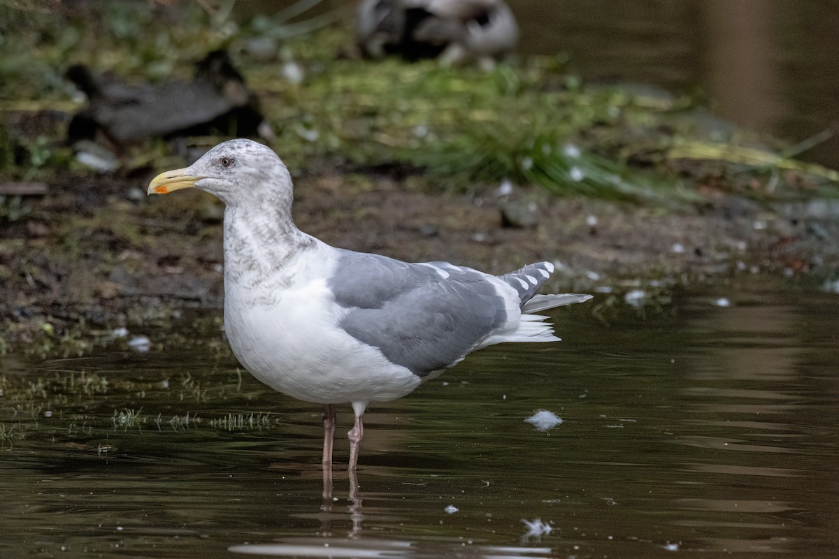 Western x Glaucous-winged Gull (hybrid) - ML630724252