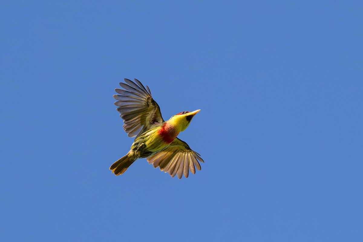 Lemon-throated Barbet - ML630724295