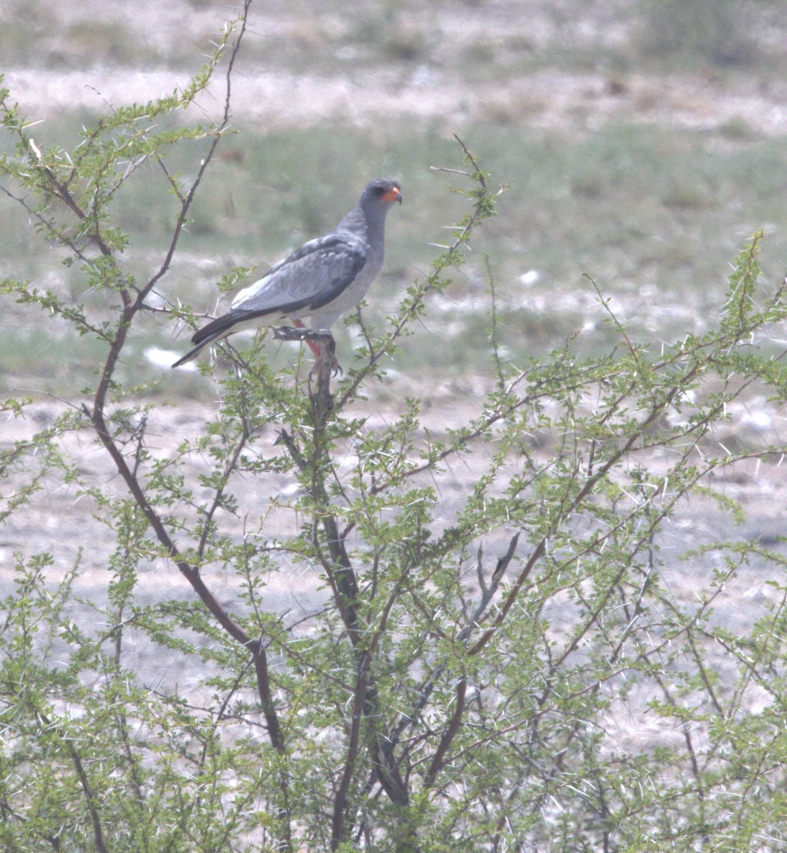 Pale Chanting-Goshawk - ML630724344