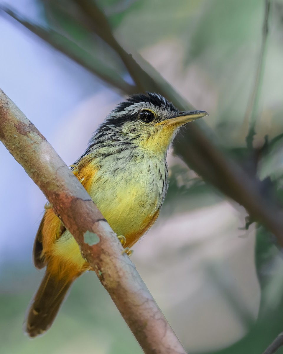 Imeri Warbling-Antbird - ML630724375