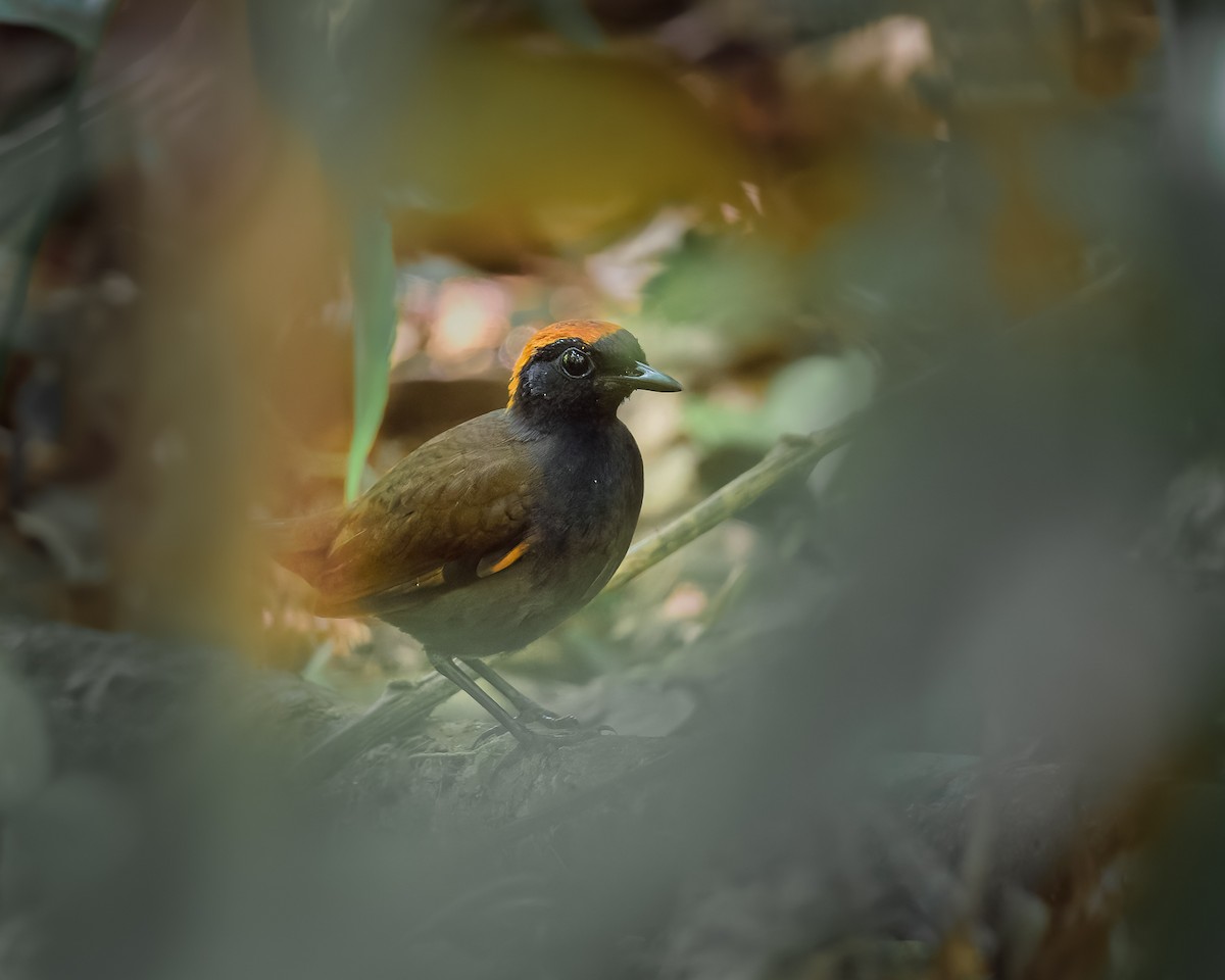 Rufous-capped Antthrush - ML630724425