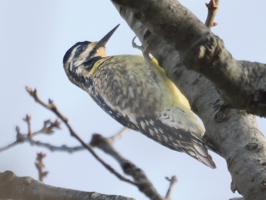 Yellow-bellied Sapsucker - Roger Horn