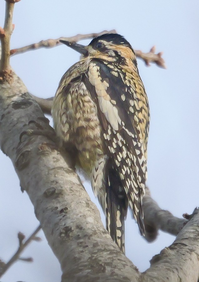 Yellow-bellied Sapsucker - Roger Horn