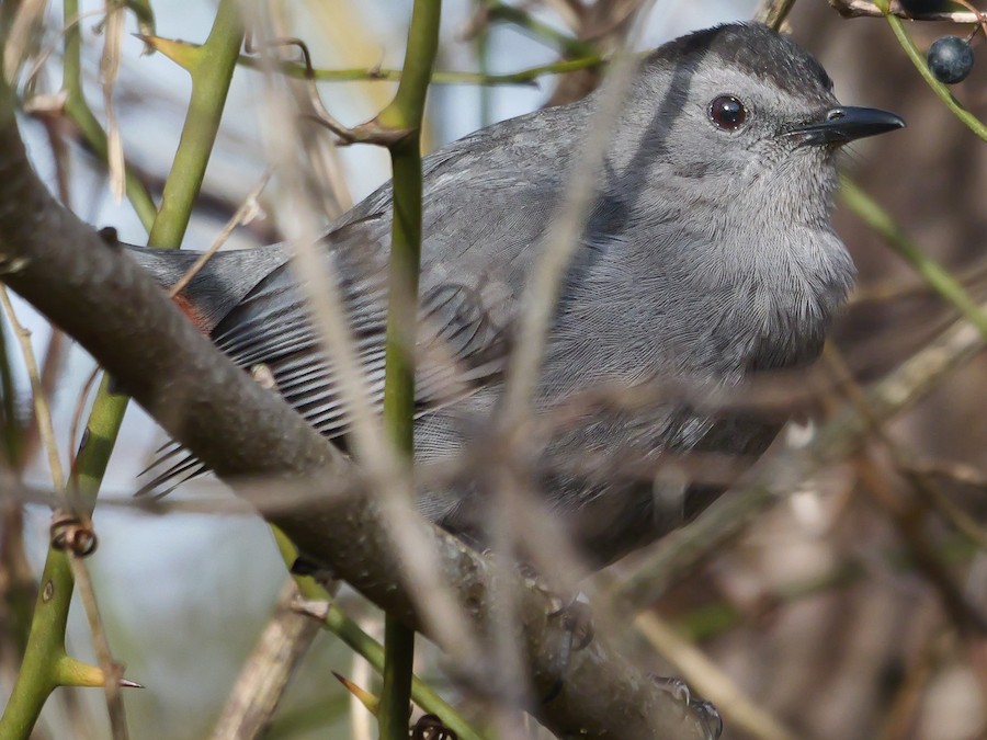 Gray Catbird - Roger Horn