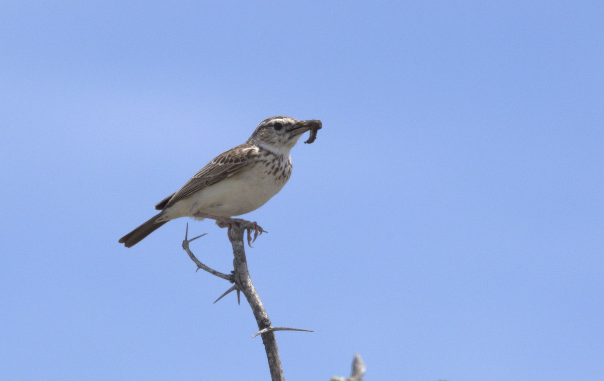 Sabota Lark - ML630724450