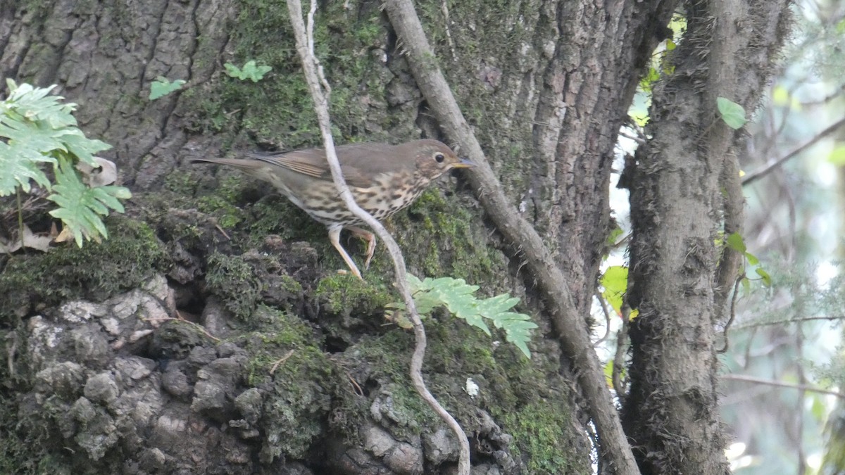Song Thrush - ML630724523