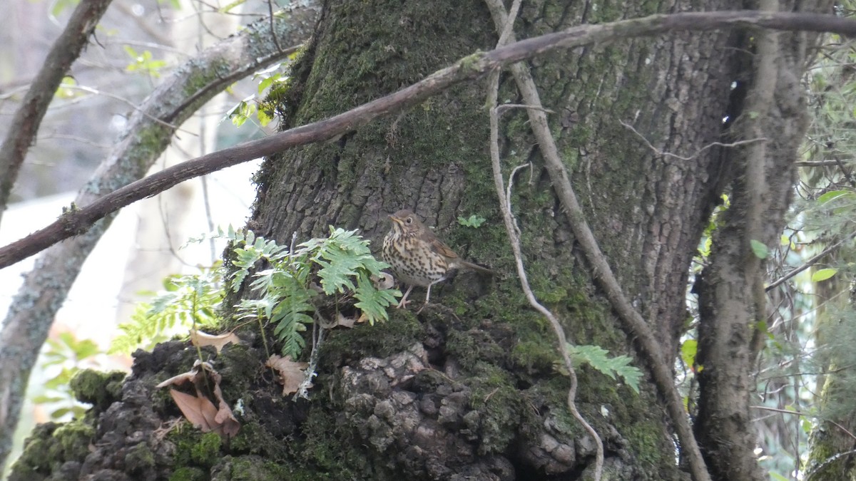 Song Thrush - ML630724524