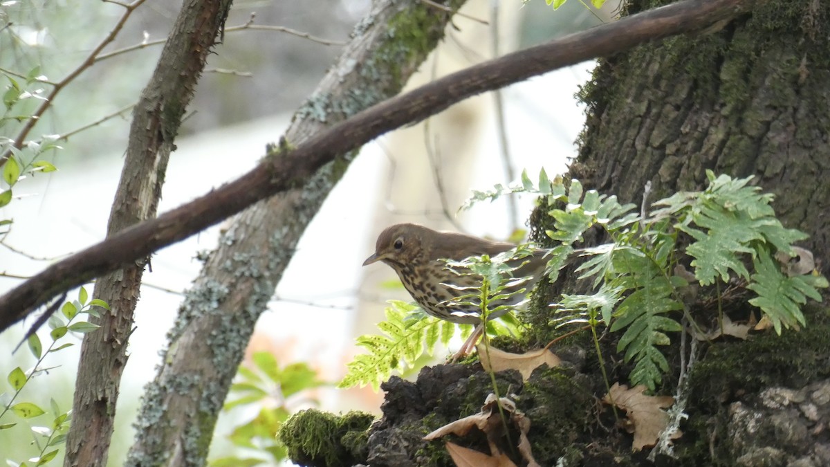 Song Thrush - ML630724525