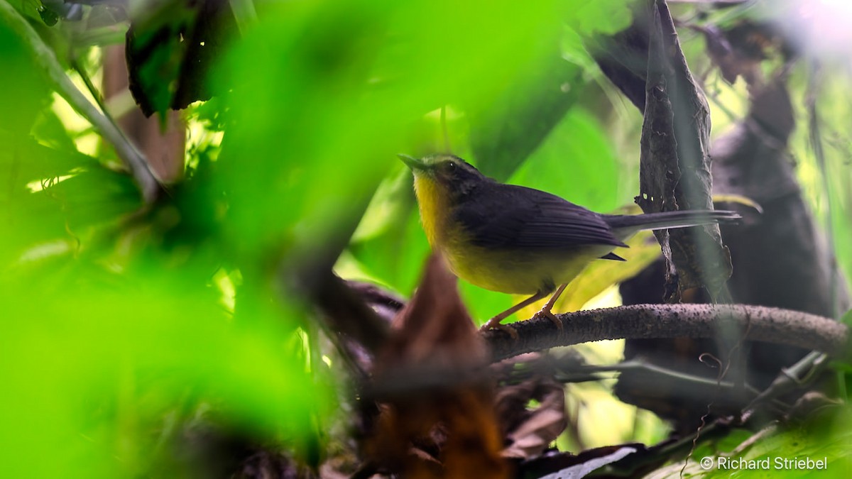 Golden-crowned Warbler - ML630724553