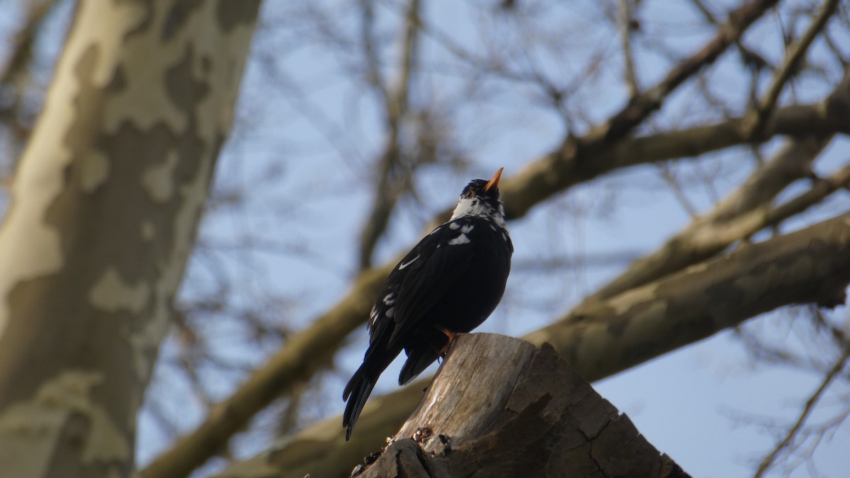 Eurasian Blackbird - ML630724564