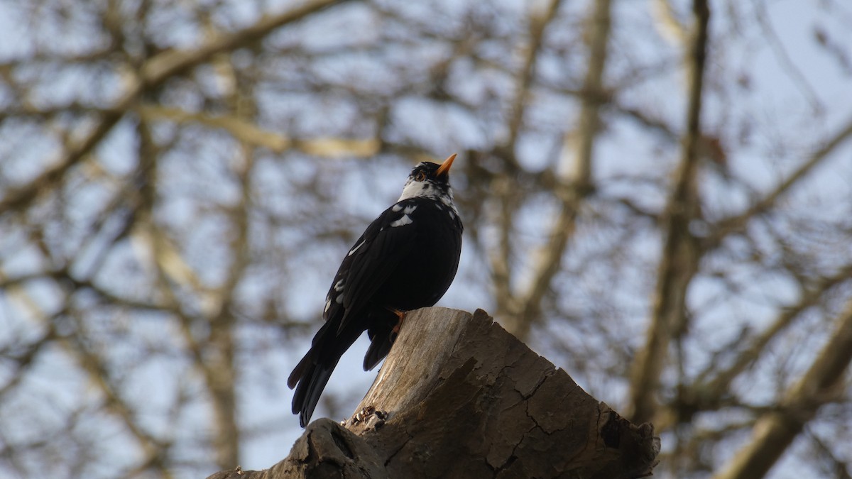Eurasian Blackbird - ML630724566