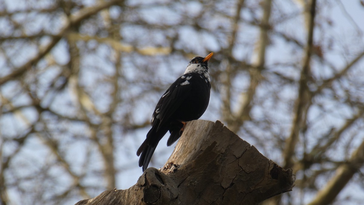 Eurasian Blackbird - ML630724568