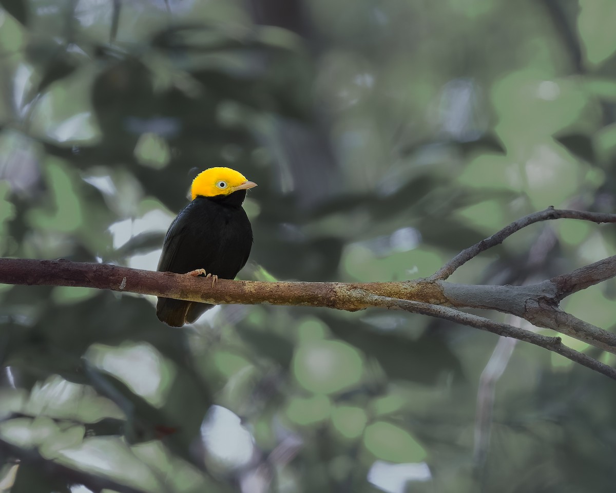Golden-headed Manakin - ML630724612