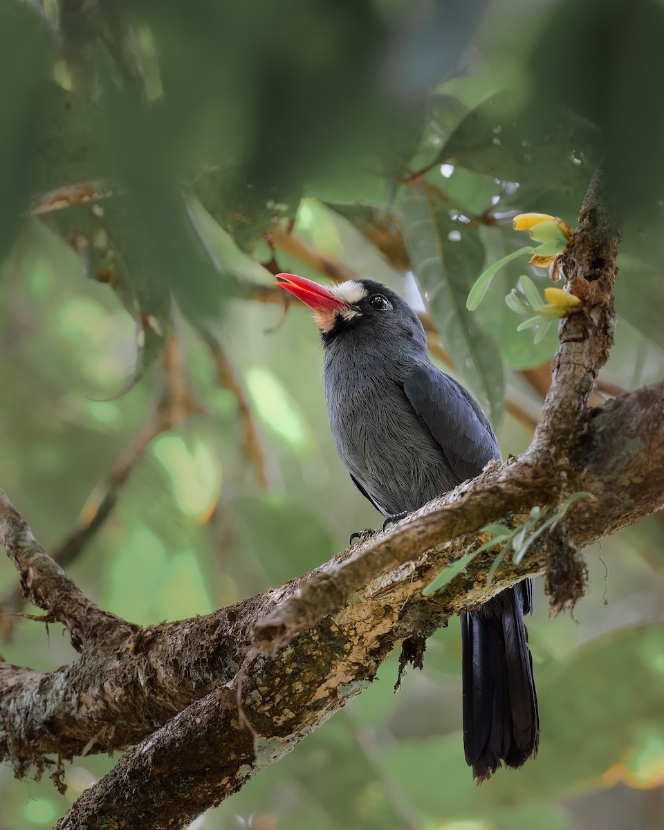 White-fronted Nunbird - ML630724626
