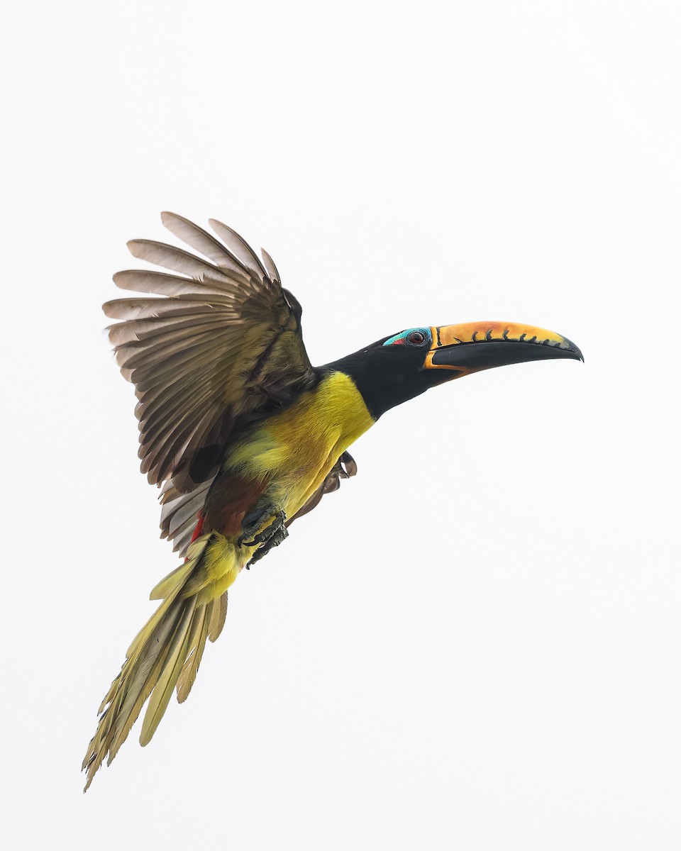 Lettered Aracari - ML630724639