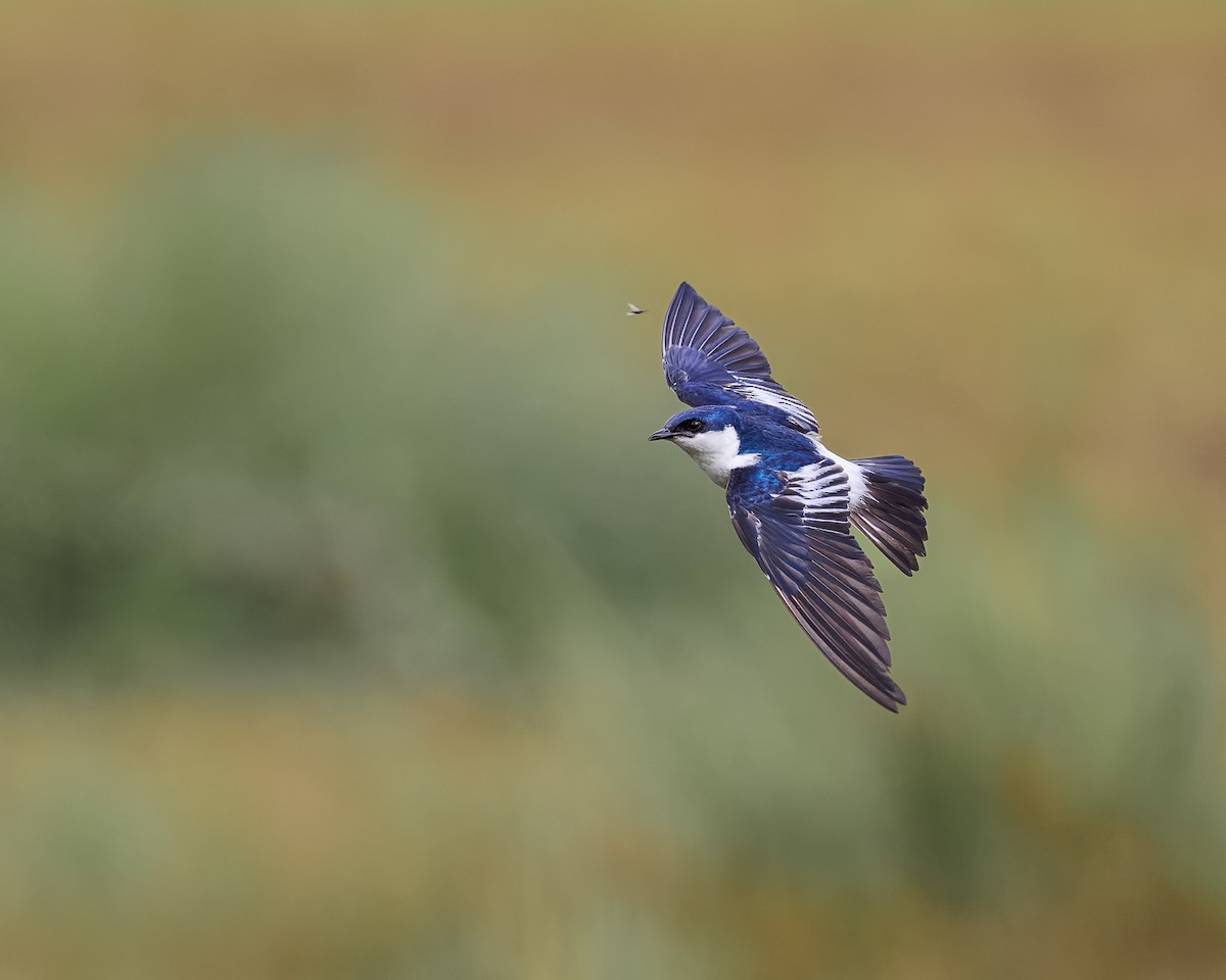 White-winged Swallow - ML630724668