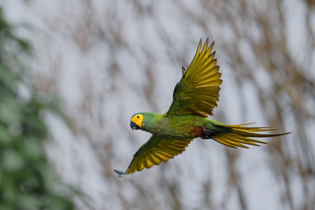 Red-bellied Macaw - ML630724697