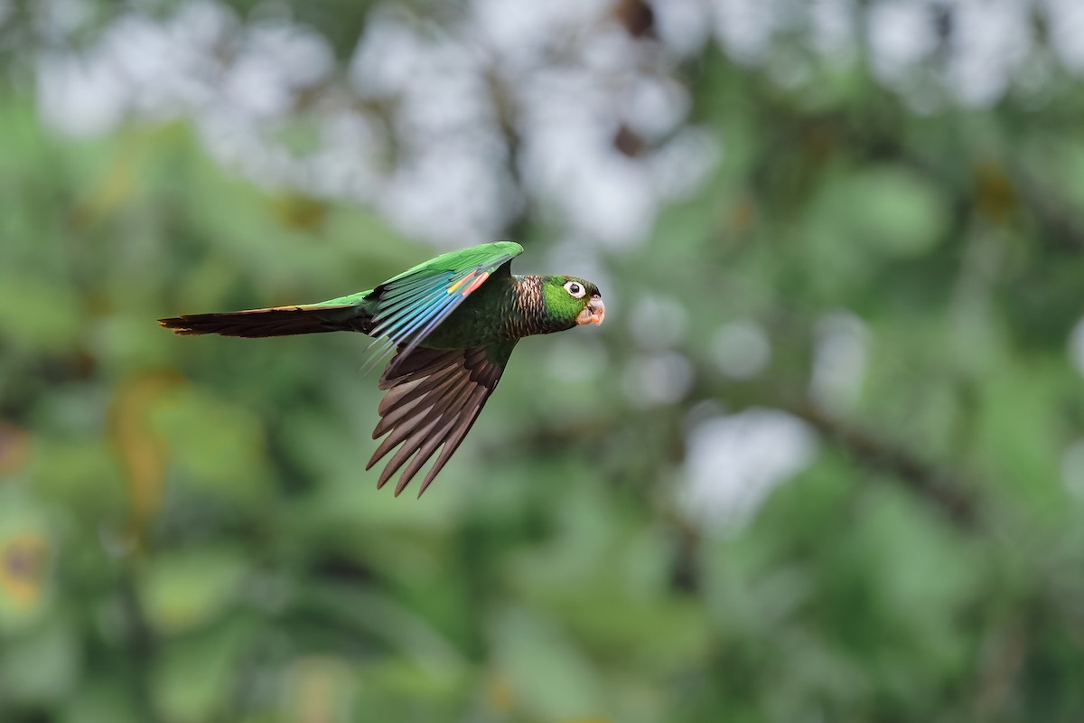 Maroon-tailed Parakeet - ML630724708