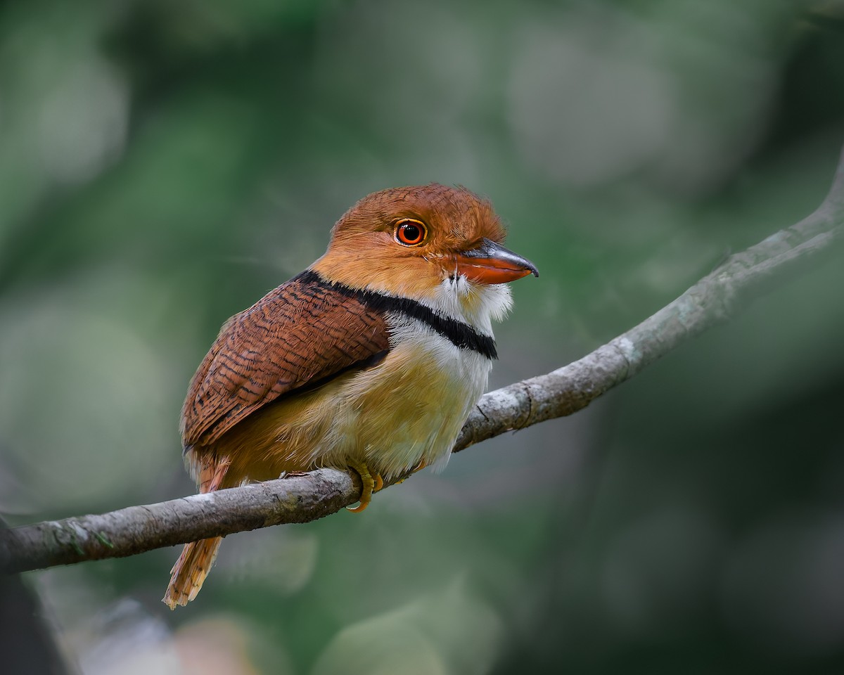 Collared Puffbird - ML630724868