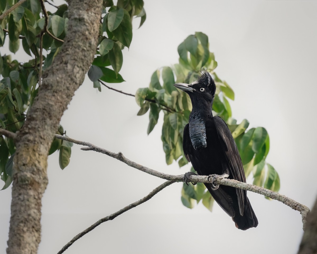 Amazonian Umbrellabird - ML630724991