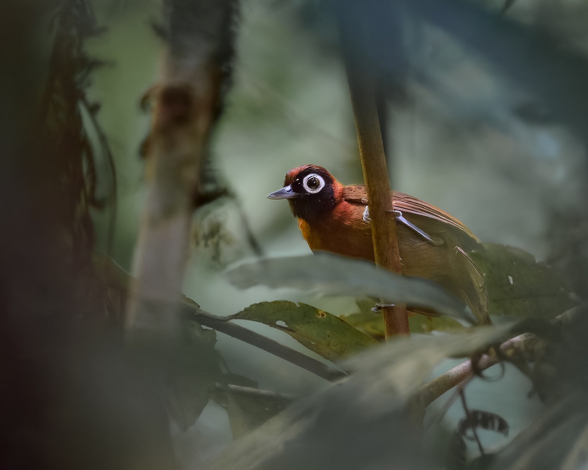 Chestnut-crested Antbird - ML630725036