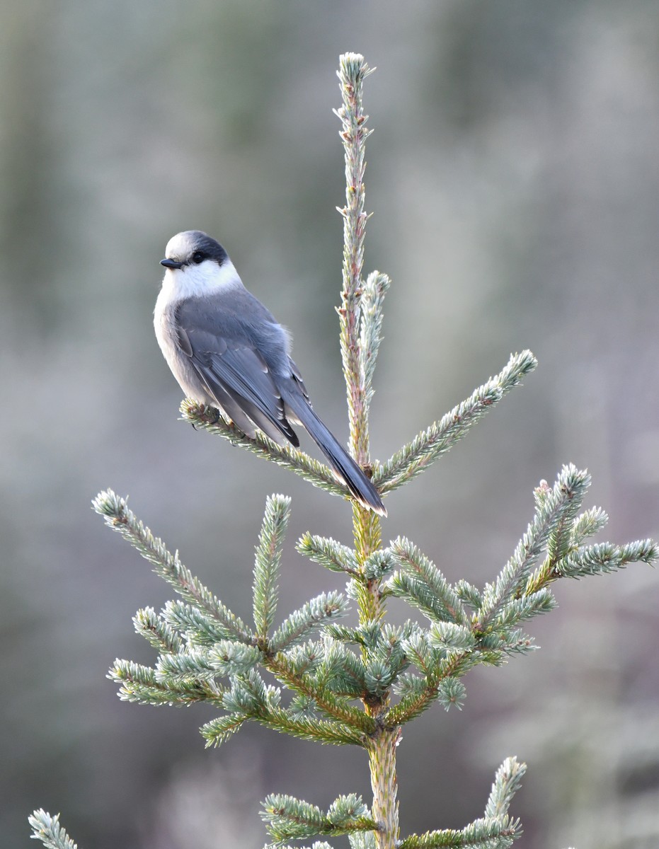 Canada Jay - ML630725363
