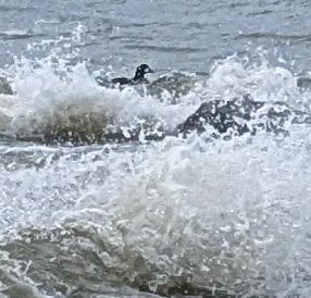 Harlequin Duck - Kathleen Horn